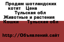 Продам шотландских котят › Цена ­ 5 000 - Тульская обл. Животные и растения » Кошки   . Тульская обл.